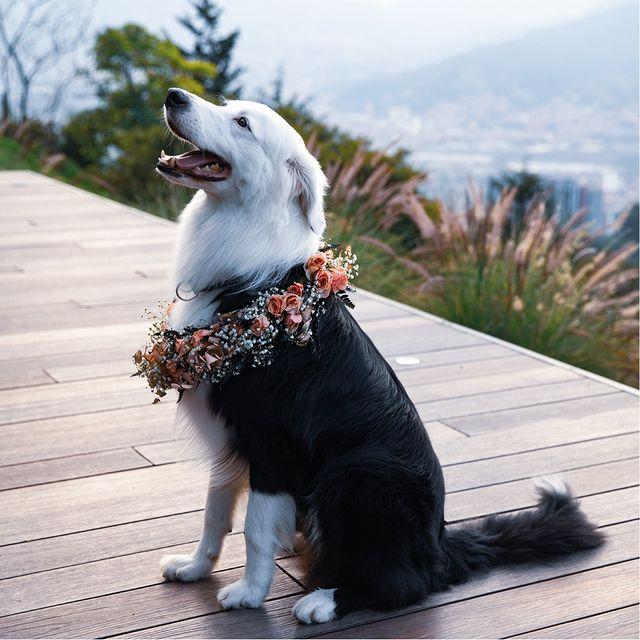 Pets in weddings | Wink Events