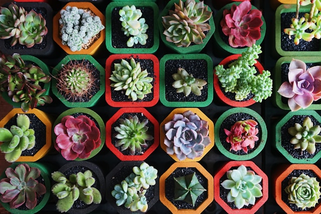 mirada desde arriba mostrando muchas suculentas y plantas para recordatorios.